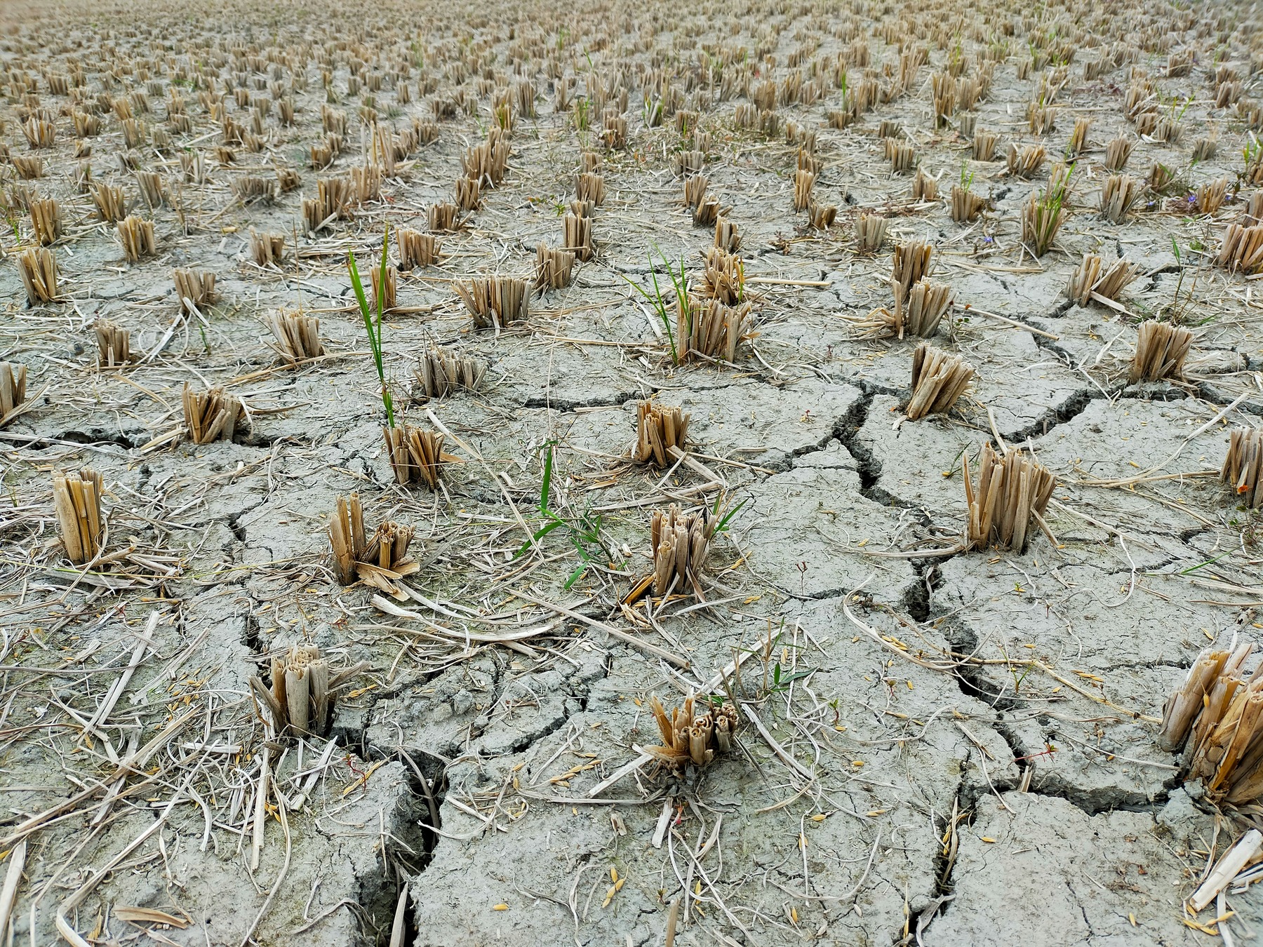 ‘Sequía Flash Drought’