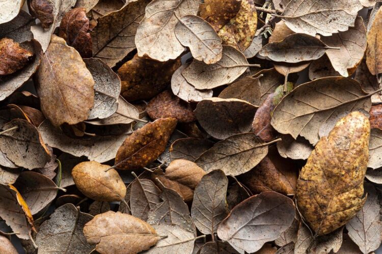 por qué se ponen marrones hojas otoño