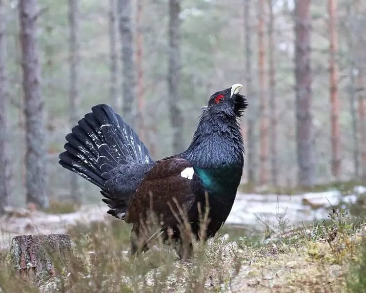 200000 hectáreas arrasadas incendios Áreas Importantes Aves Biodiversidad