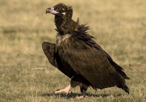 fiesta buitre negro Sierra Demanda