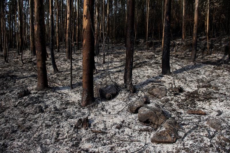 hora evitar erosión contaminación agua tras incendios forestales 200 años regenerar centímetro suelo