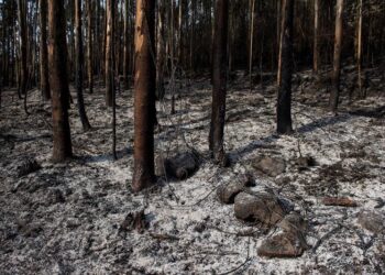 hora evitar erosión contaminación agua tras incendios forestales 200 años regenerar centímetro suelo