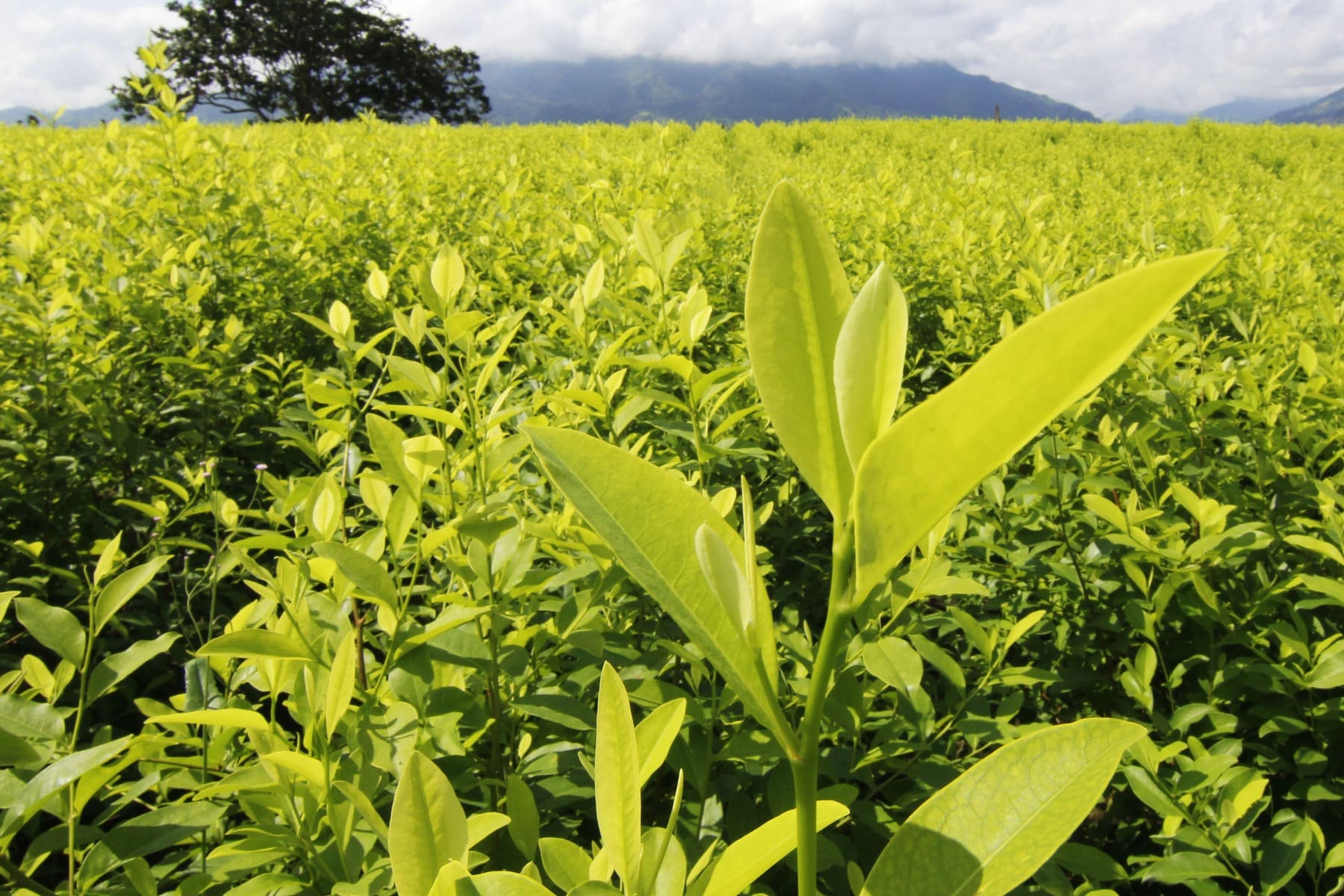 Erradicar petróleo legalizar cocaína salvar Amazonía propuestas Gustavo Petro Presidente Colombia