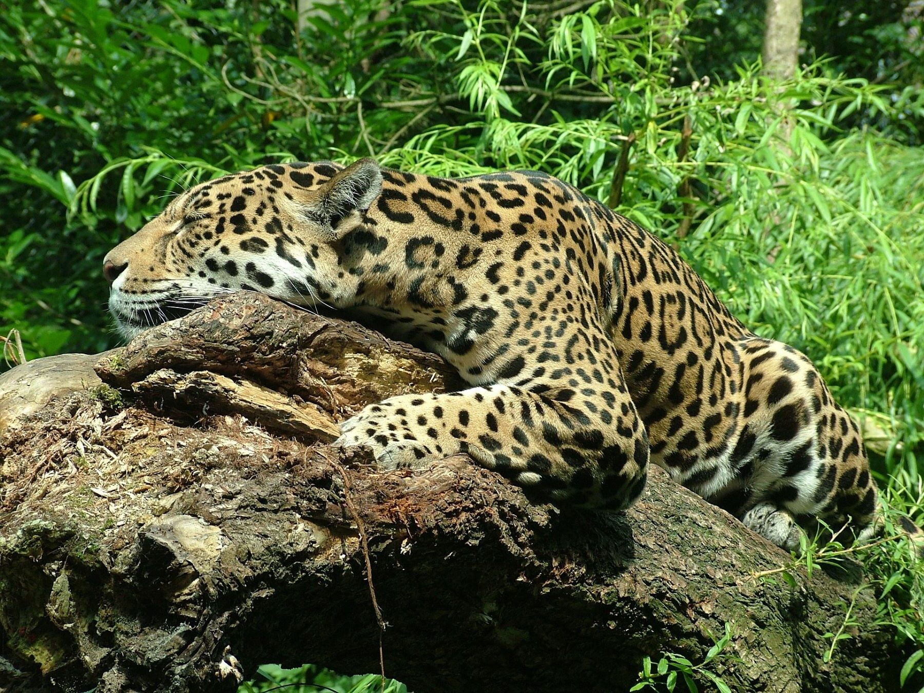 Alianza histórica Gobierno mexicano Greenpeace Méxicoproteger Selva Maya