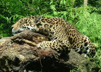 Alianza histórica Gobierno mexicano Greenpeace Méxicoproteger Selva Maya