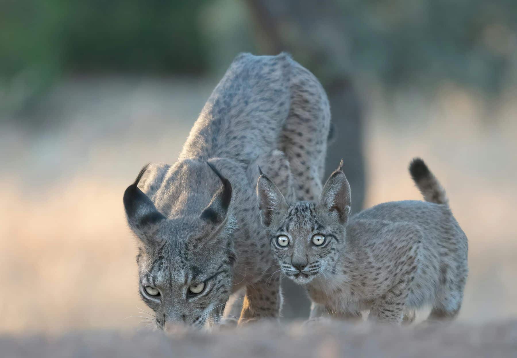 Atropellado carretera cachorro lince ibérico Campo Montiel Ciudad Real