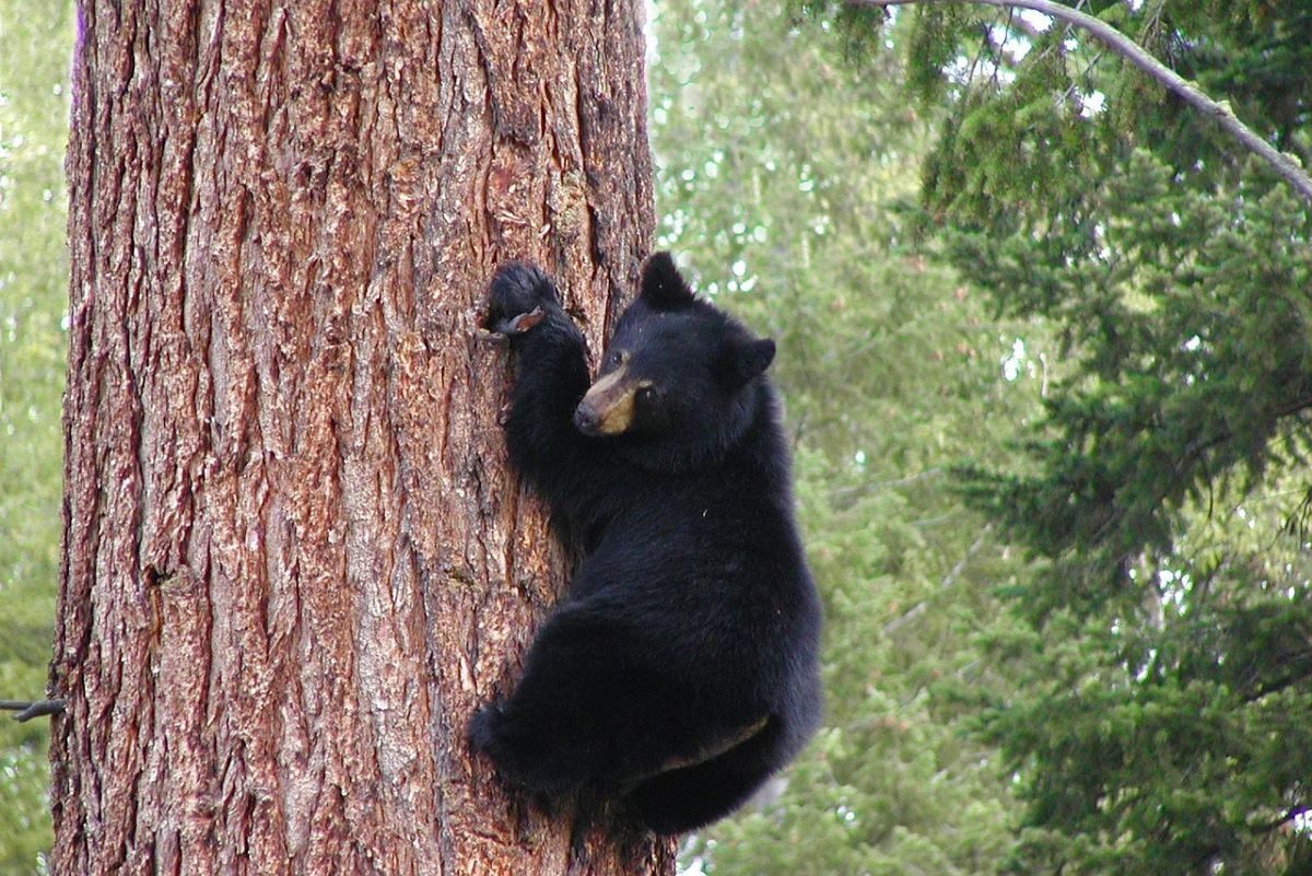 Autorizan Florida Estados Unidos primera cacería osos negros diez años