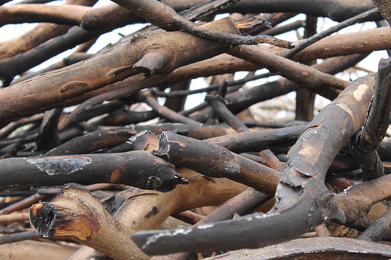 Castilla León extraerá madera quemada incendios forestales verano