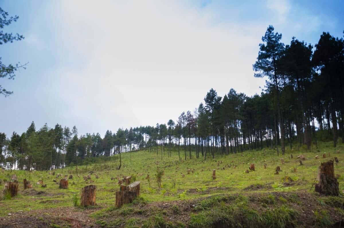Centroamérica tecnología guardaparques frenar deforestación
