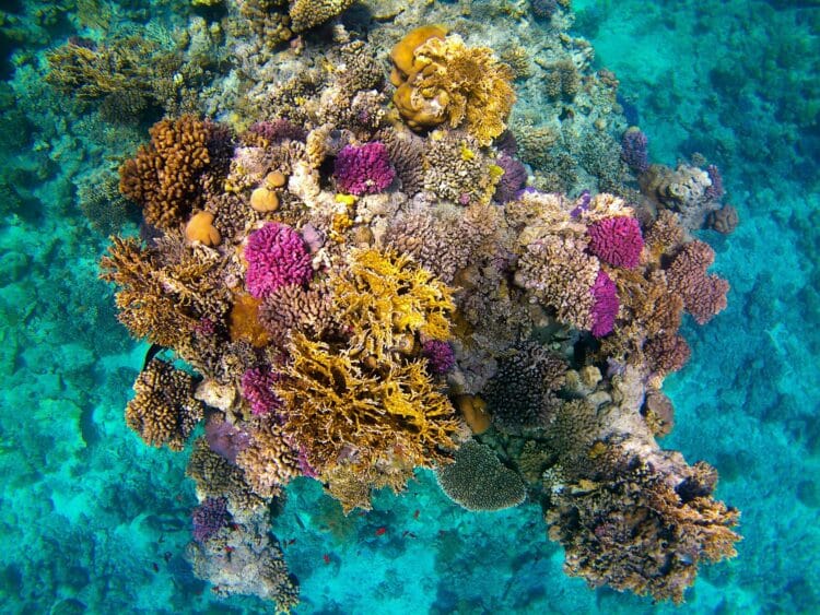 Científicos identifican 108 especies marinas riesgo extinción Cuba