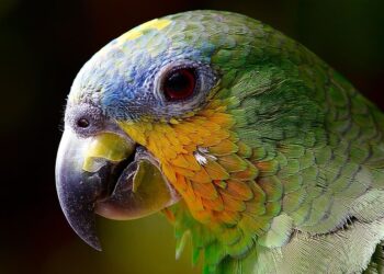 Conservación Amazonía brasileña sí desarrollo económico también