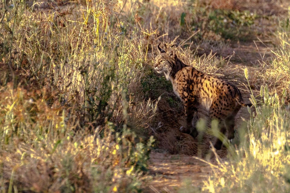 ayudas mejora ambiental agraria forestal territorio Doñana