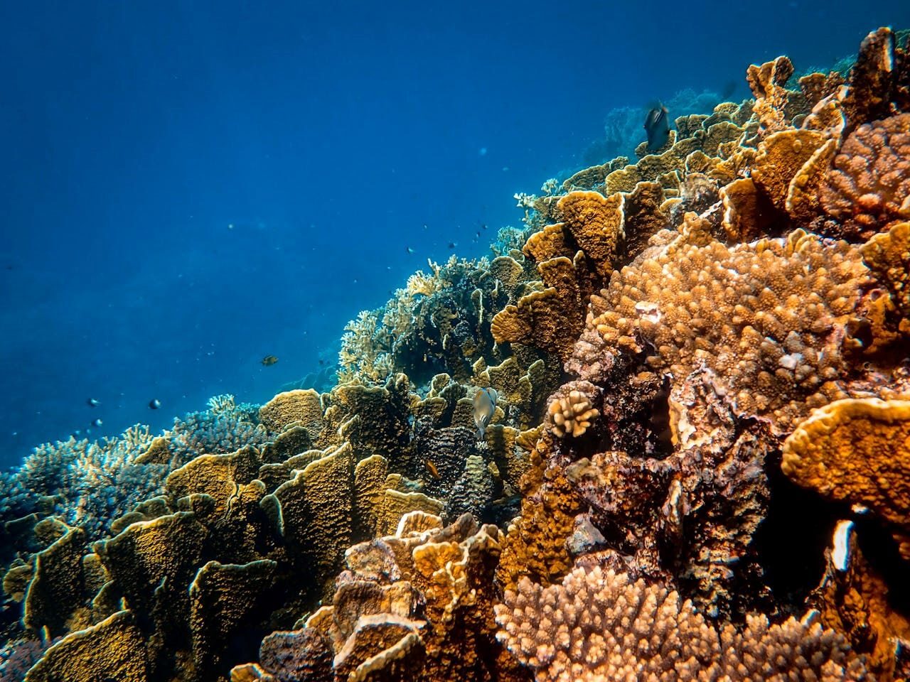 arrecifes coral Atlántico occidental cambio climático