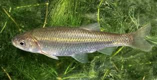 Comunitat Valenciana Fundación Oceanogràfic reintroducen 33 ejemplares loinas tramo río Magro afectado dana