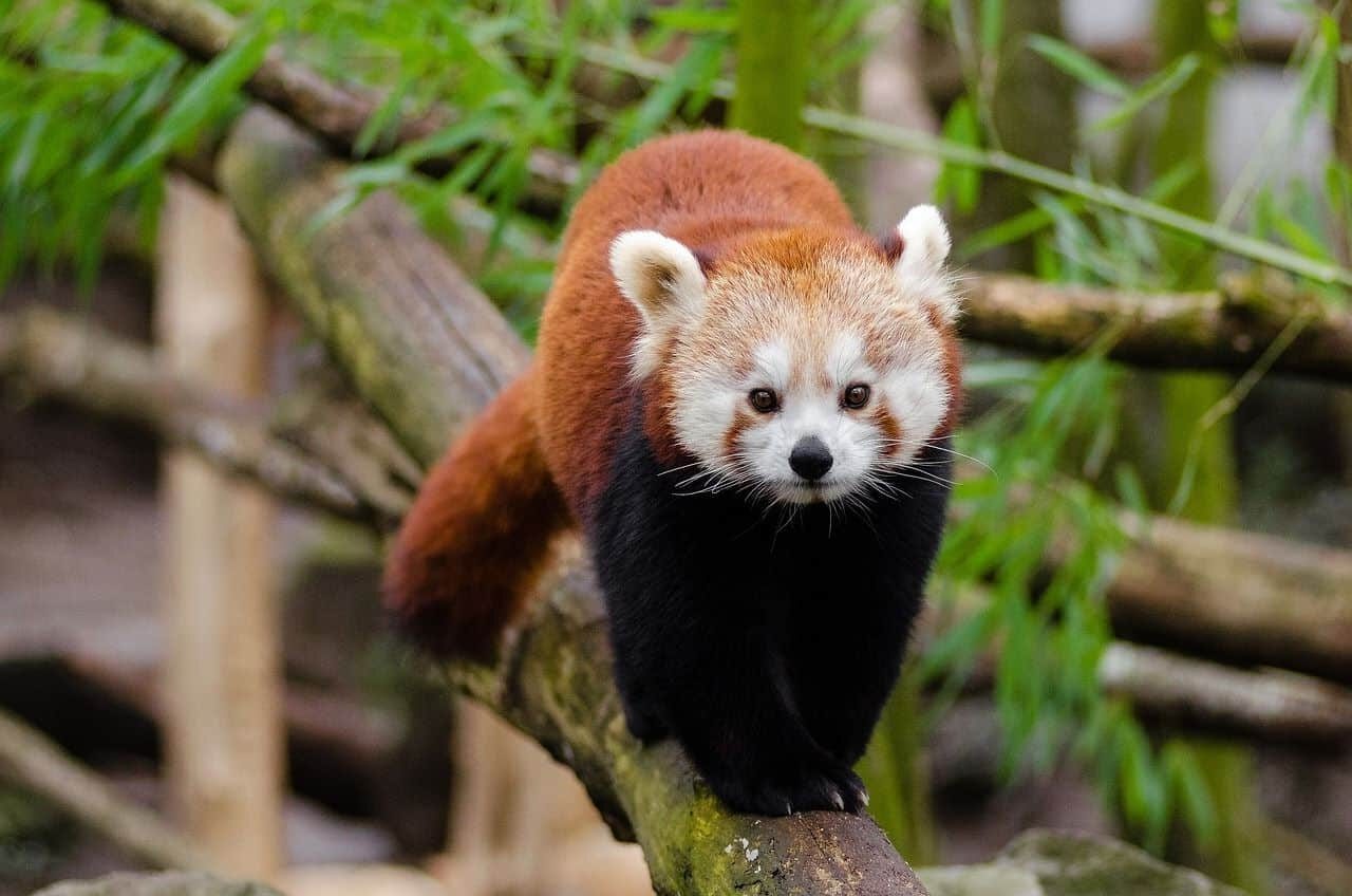 Día Internacional Panda Rojo 2025