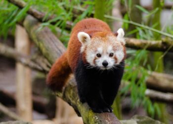 Día Internacional Panda Rojo 2025