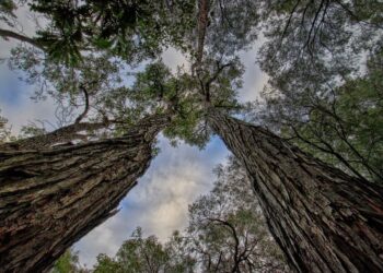 Día Mundial Contra Monocultivo Árboles 2025