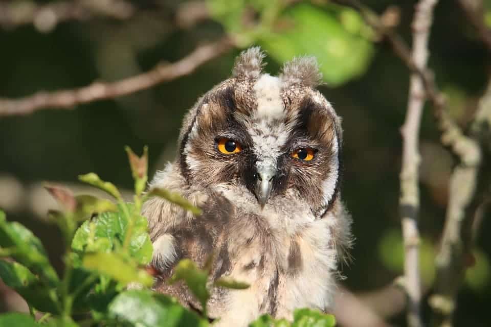 Dirección General Biodiversidad Bosques Desertificación 24,5 millones restaurar zonas afectadas incendios forestales
