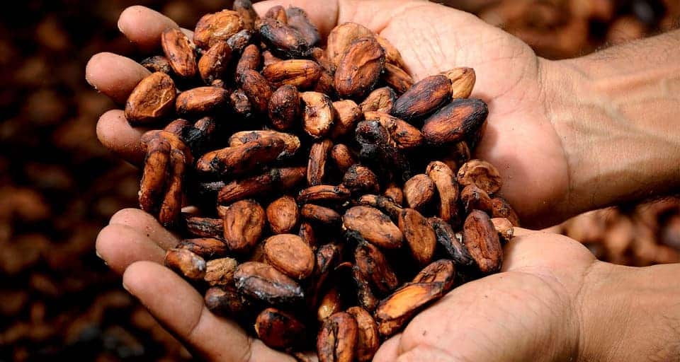 Ecuador bioeconomía circular cacao