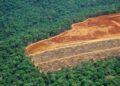Gobierno brasileño sistema medir día deforestación Amazonía