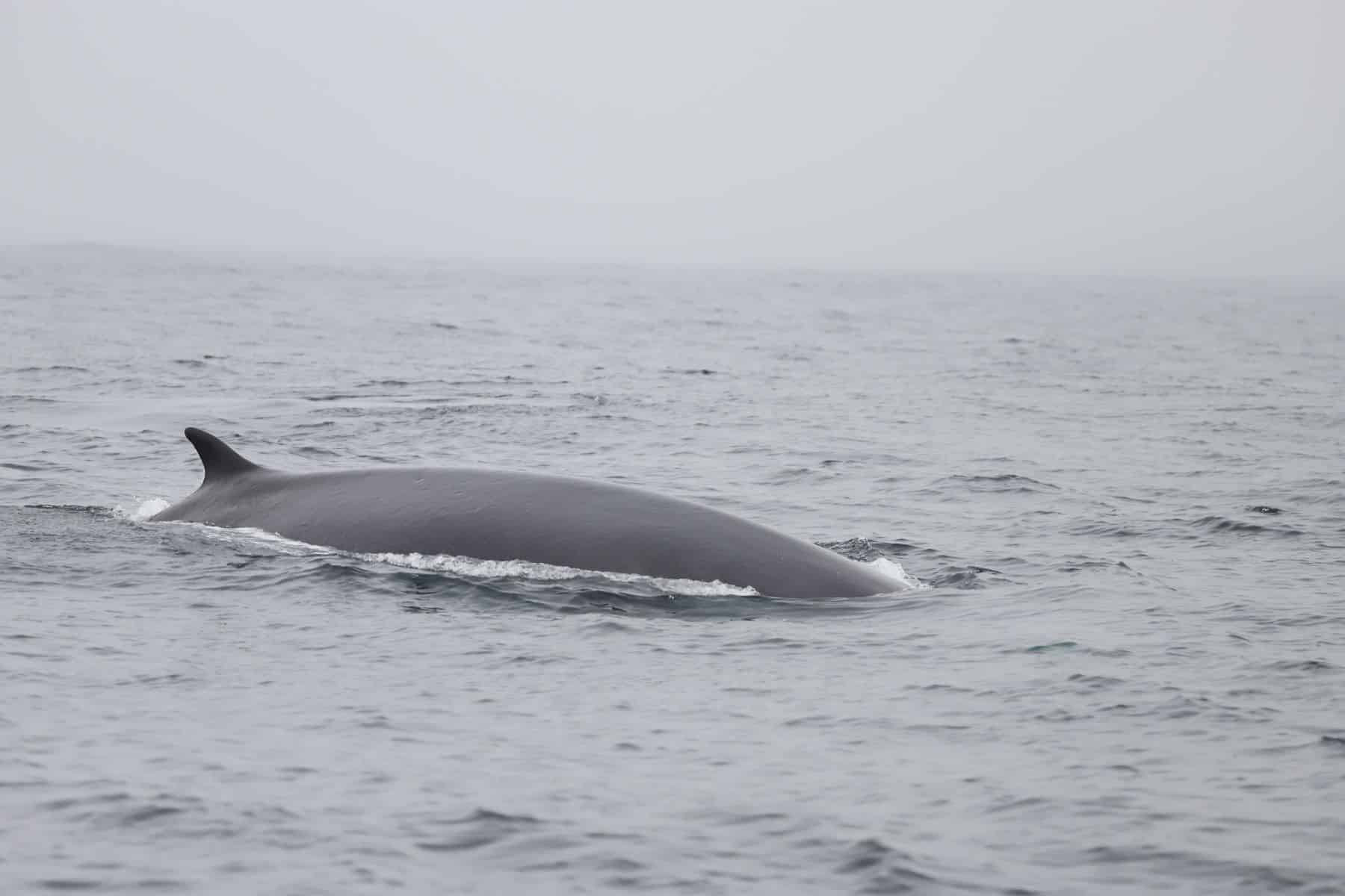 Instituto Español Oceanografía IEO CSIC detectó 63 rorcuales comunes Rías Baixas verano