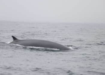 Instituto Español Oceanografía IEO CSIC detectó 63 rorcuales comunes Rías Baixas verano