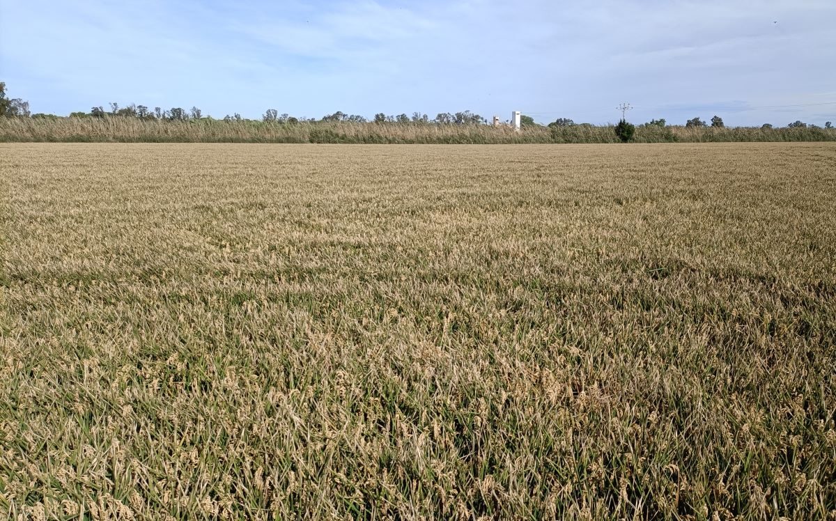 Parque Natural Albufera toneladas pesticidas