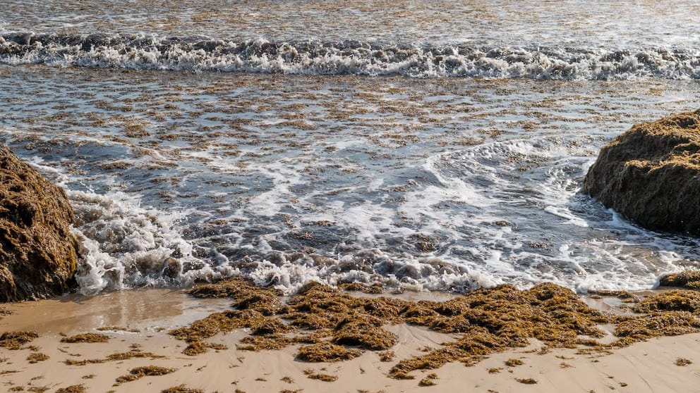 alga invasora 'Rugulopteryx Okamurae playas Asturias