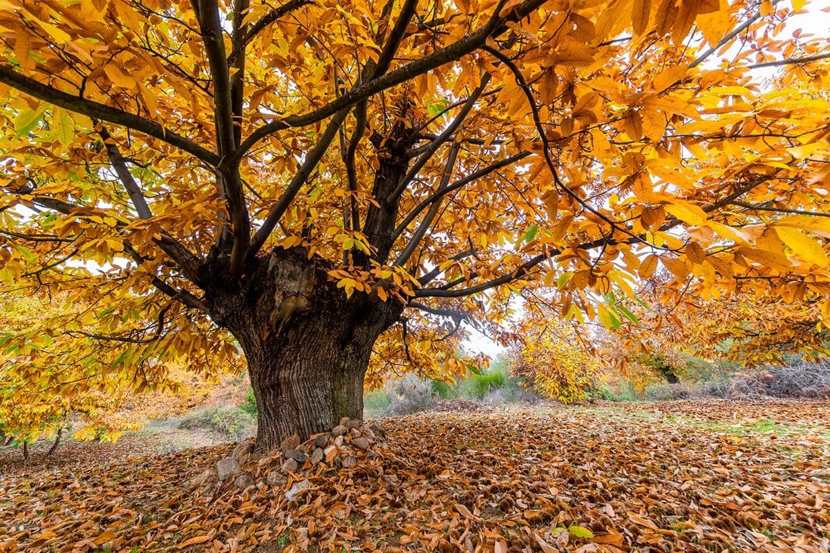 castañar andaluz autosuficiente