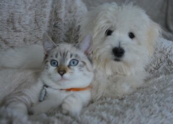 Ley de Bienestar Animal alegaciones consulta pública