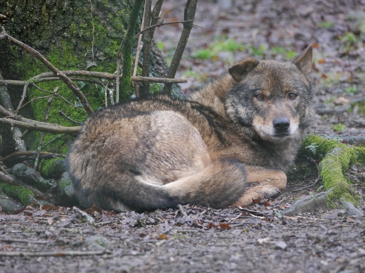 Plan Lobo Cantabria críticas alegaciones