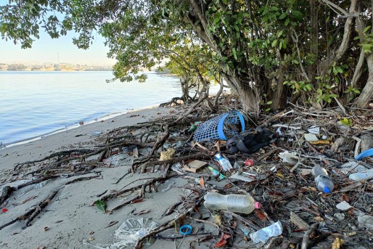 Estero Urías México contaminados Planeta 73 especies aves acuáticas