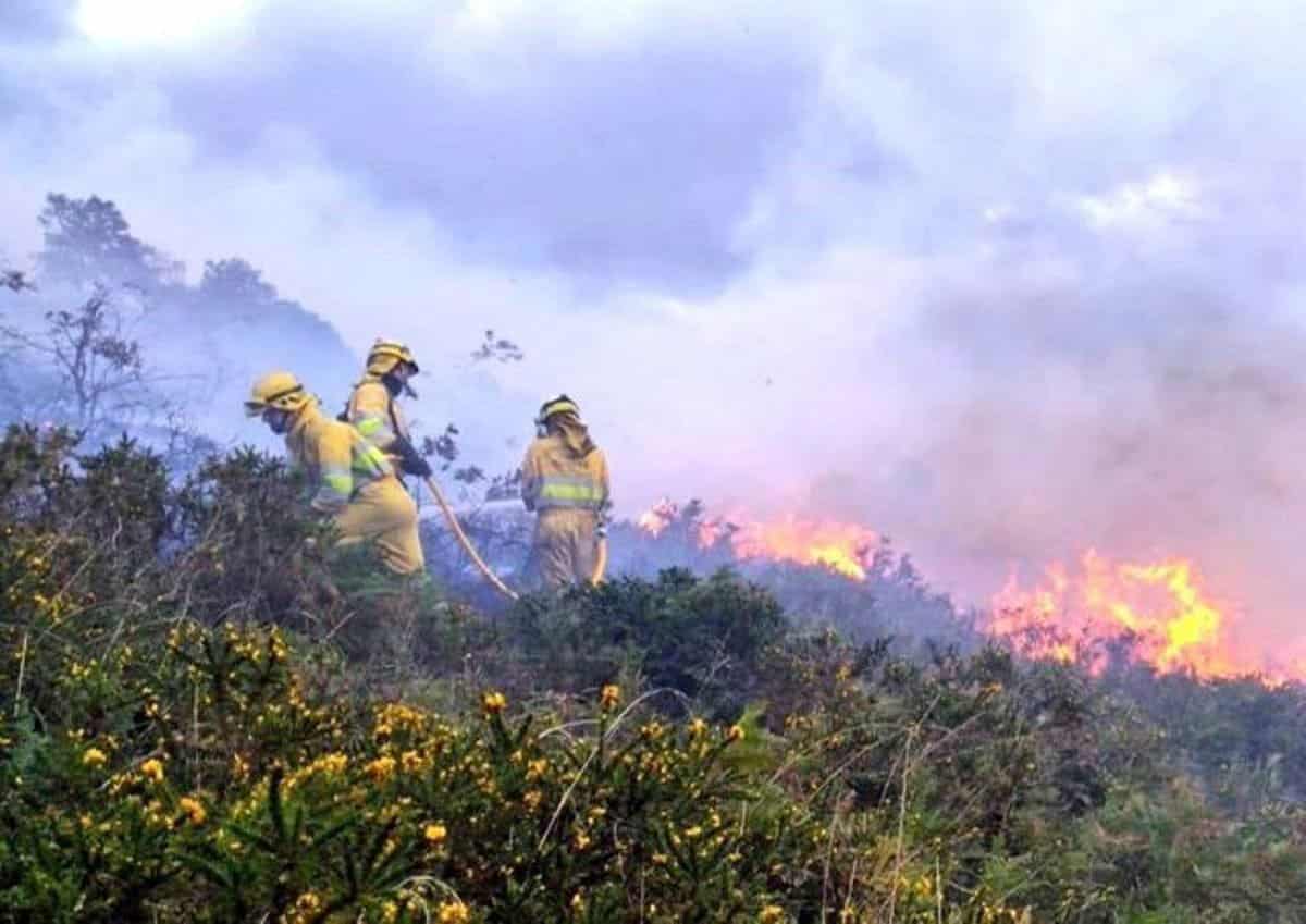 trabajos restauración ecológica Monte Sierra de Ruesga Cantabria