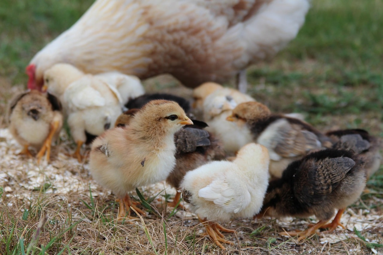 España repunte gripe aviar