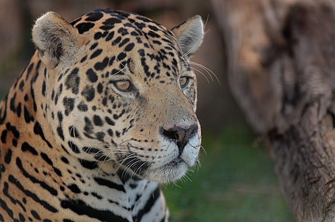 aumento población jaguares México