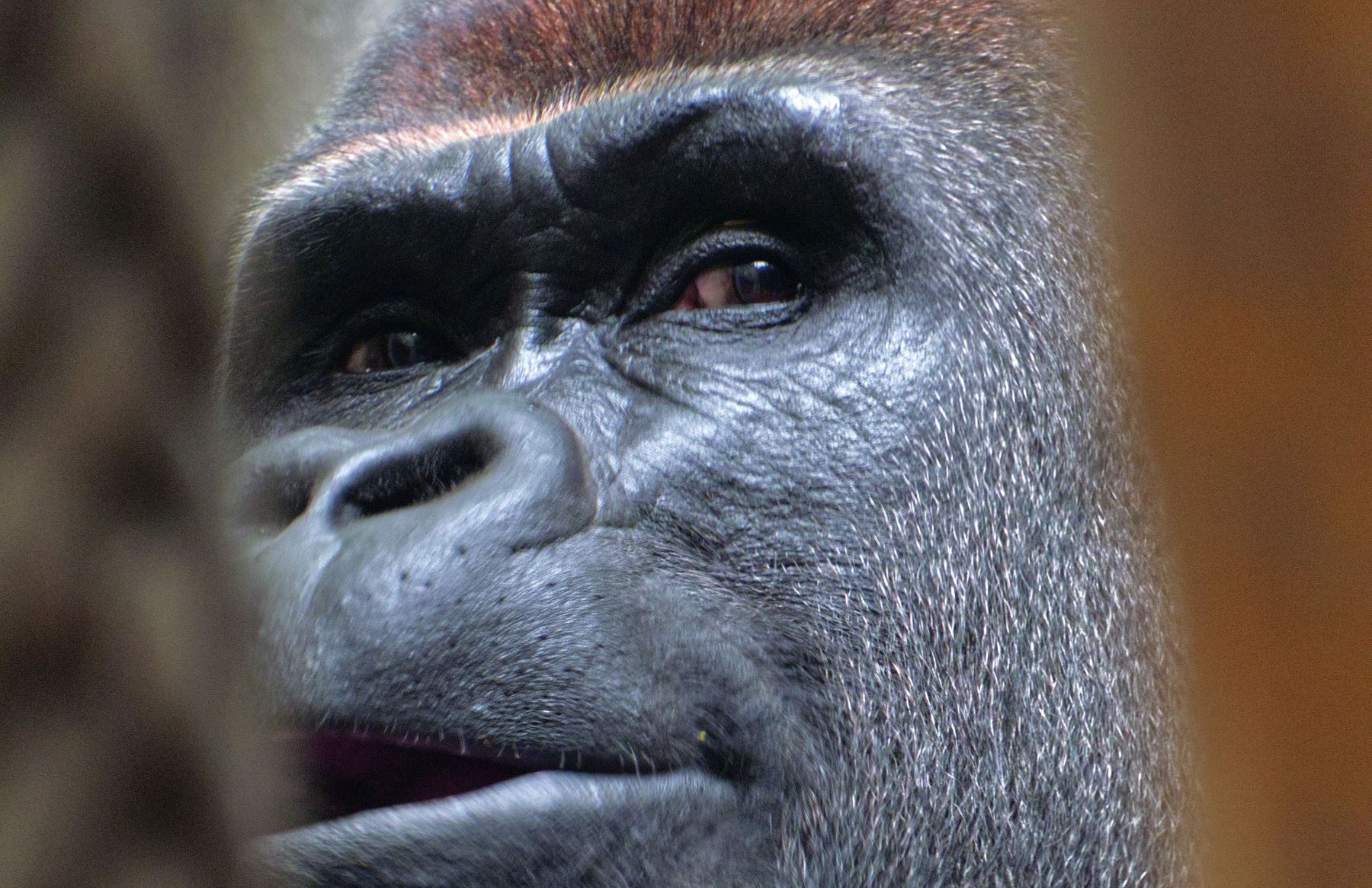 Flagrante incumplimiento Ley Grandes Simios