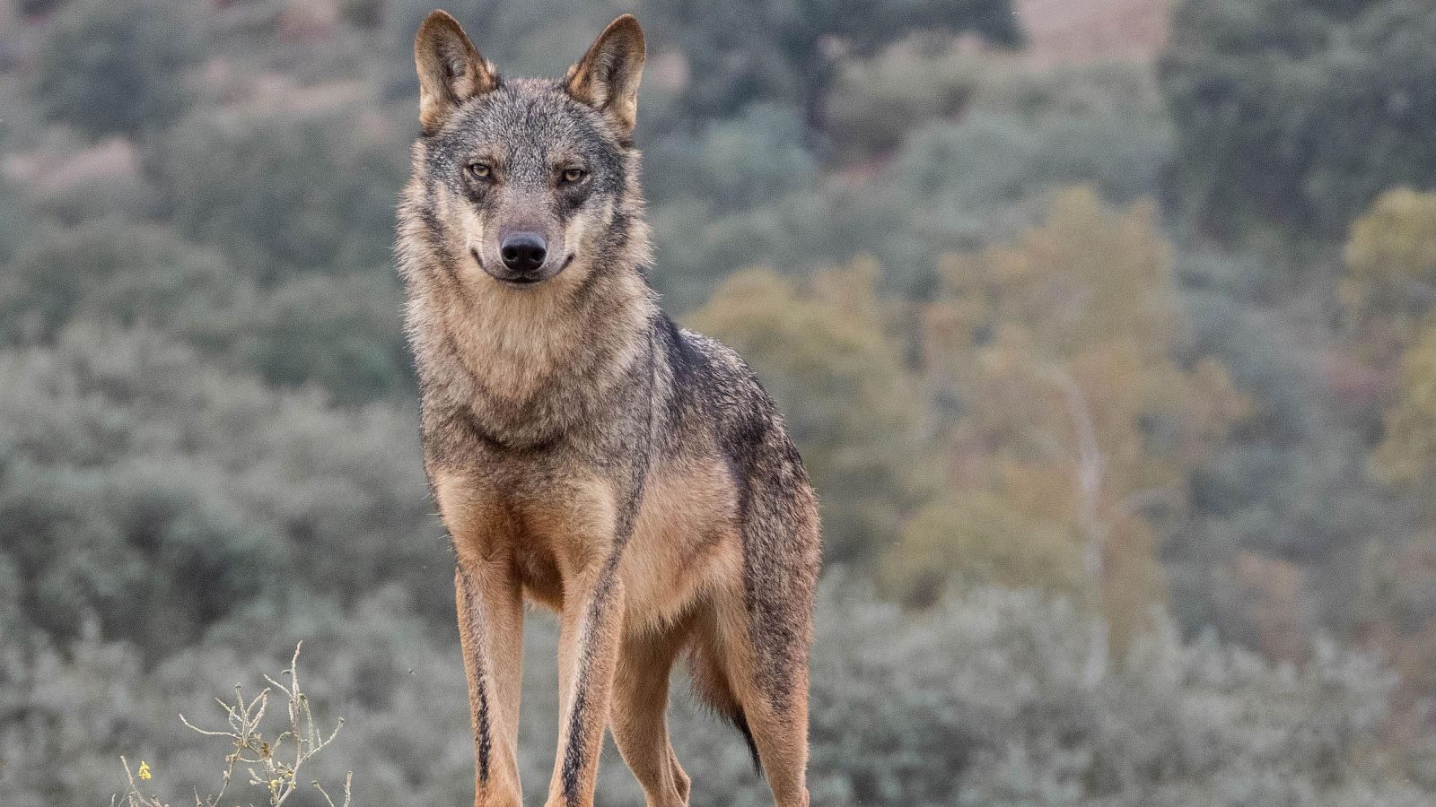 Fondo Protección Lobo Gobierno Asturias permitir caza especie no cinegética