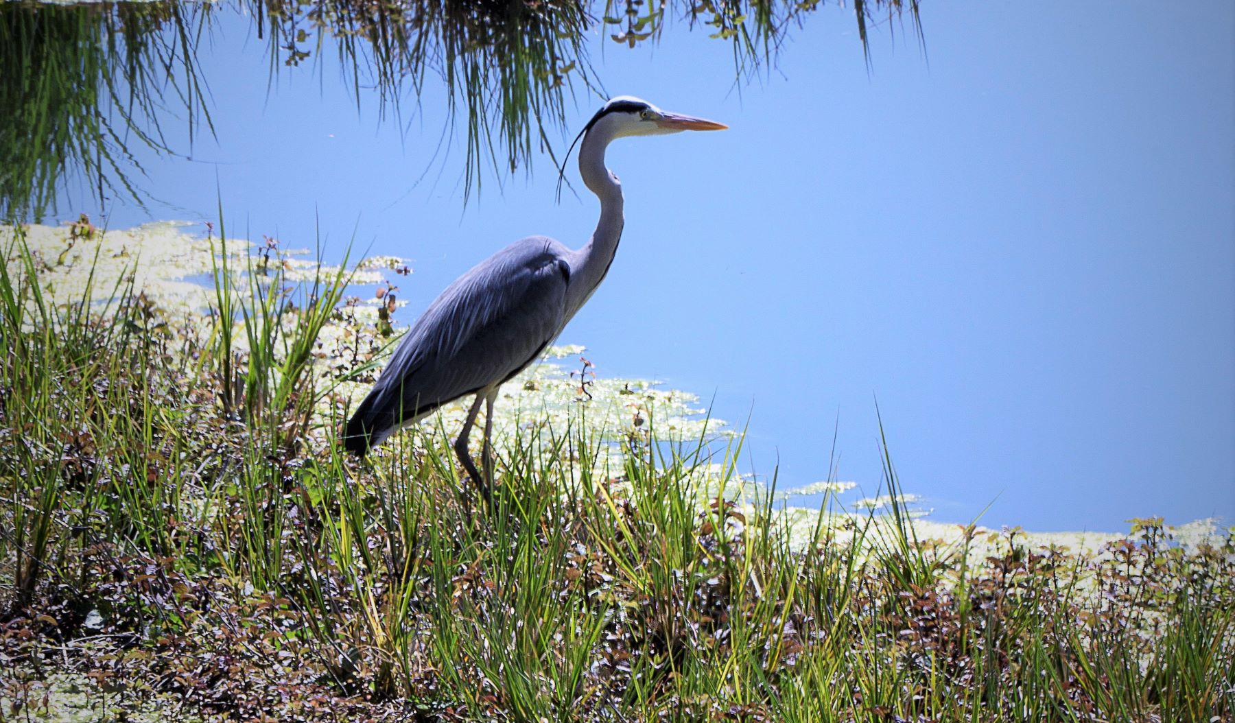 tramitar ayudas renaturalización agraria forestal Doñana