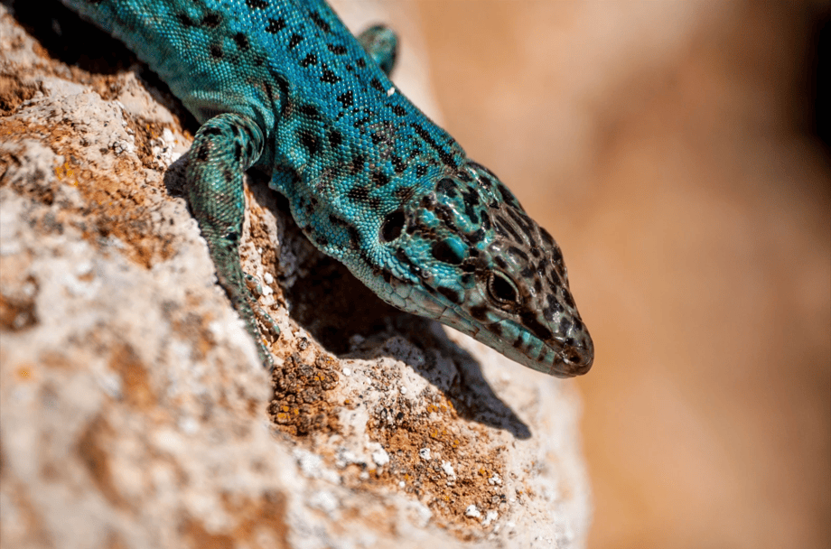 realizar plan proteger lagartija pitiusa