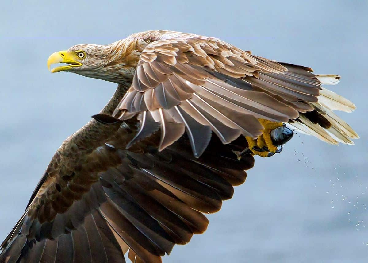 Hito histórico nace pigargo europeo Castilla León