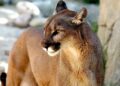 Incremento interacción pumas visitantes Patagonia