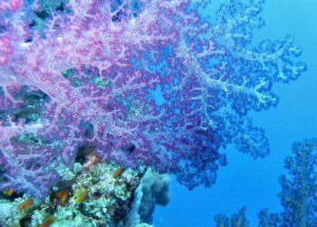 Investigadores UCM describen dos nuevas especies nematodos cañón submarino Mediterráneo