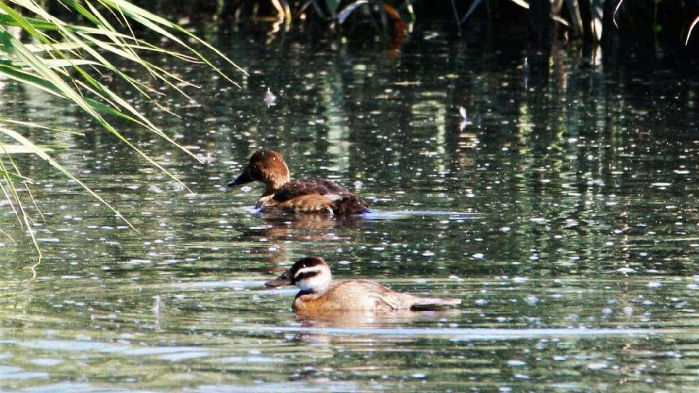Laguna Soto-Gutiérrez biodiversidad pequeña Doñana madrileña