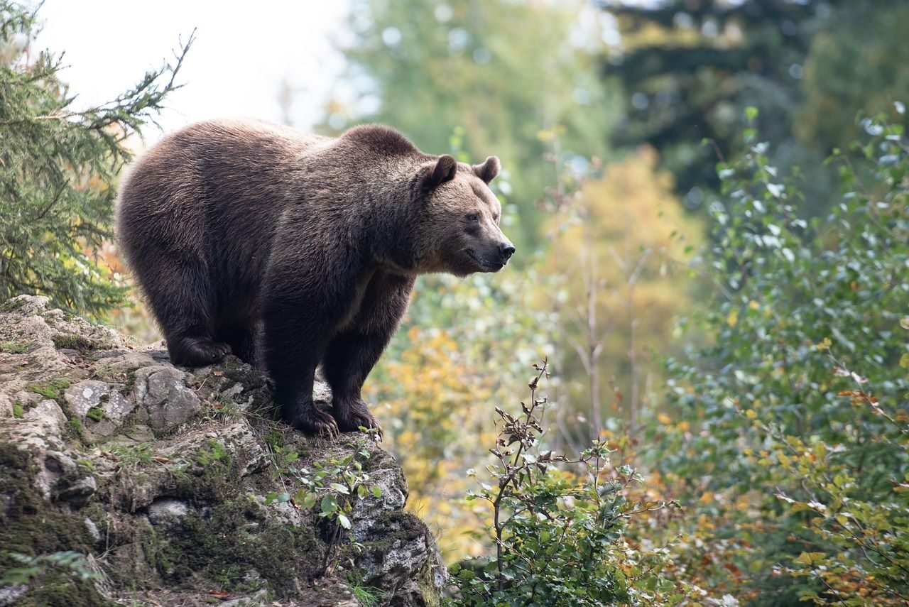 frutos secos cambio climático alimentos oso