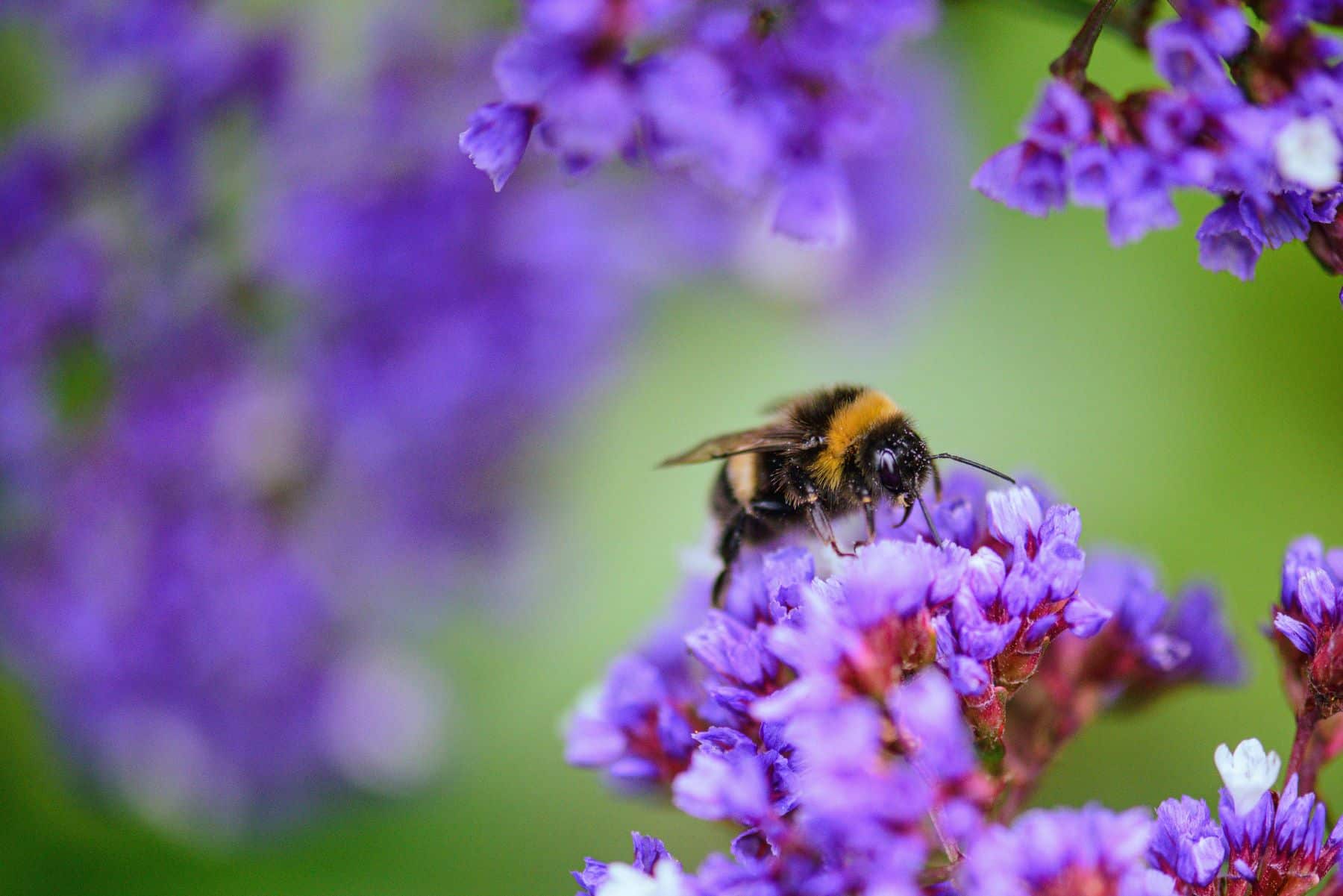 abejorros flores tilo millones años polinizándolas