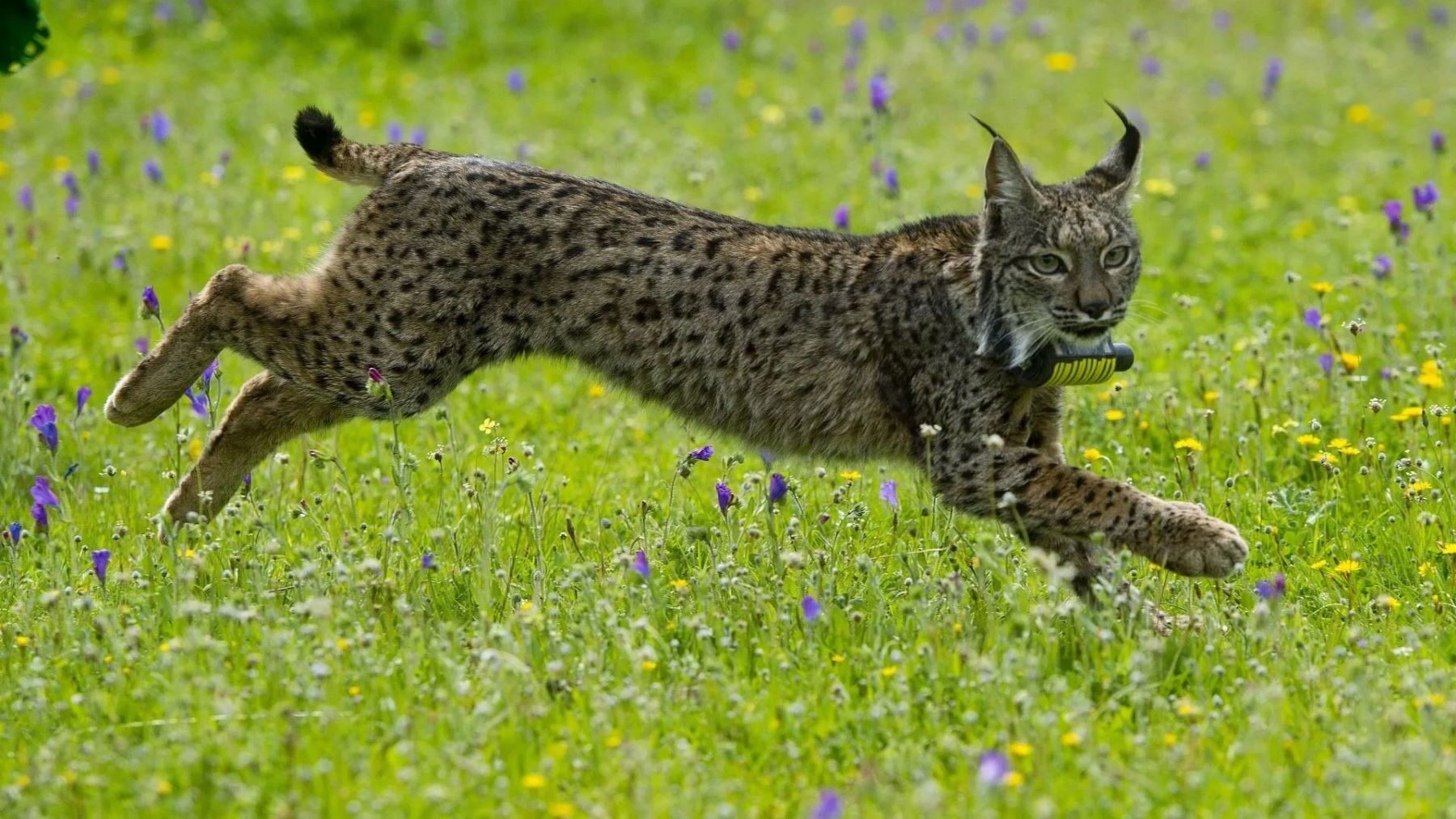 Centros Recuperación Especies Amenazadas ayudas 2027