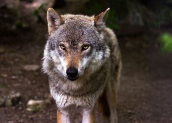 firmas Change org protección lobo ibérico incendios forestales