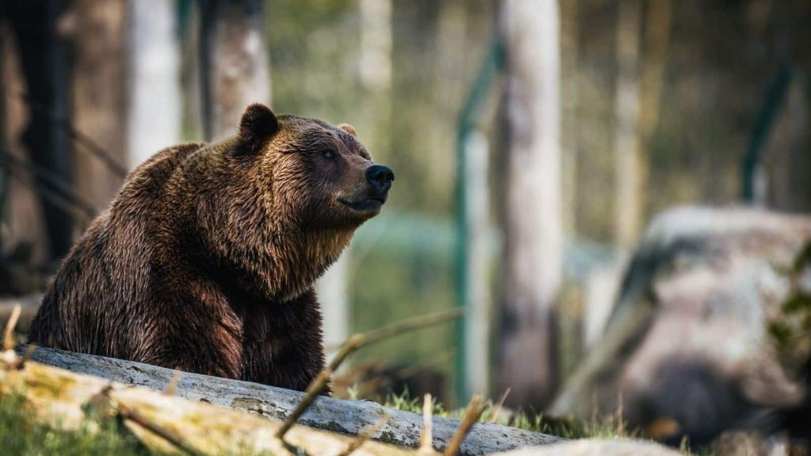osos cavernas extintos 35000 años