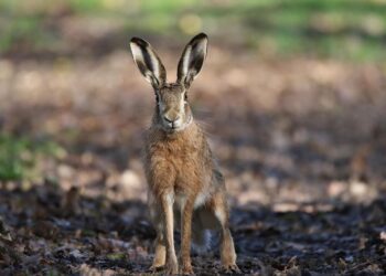 Objetivos globales biodiversidad naturaleza objetivo 1,5 grados Acuerdo París