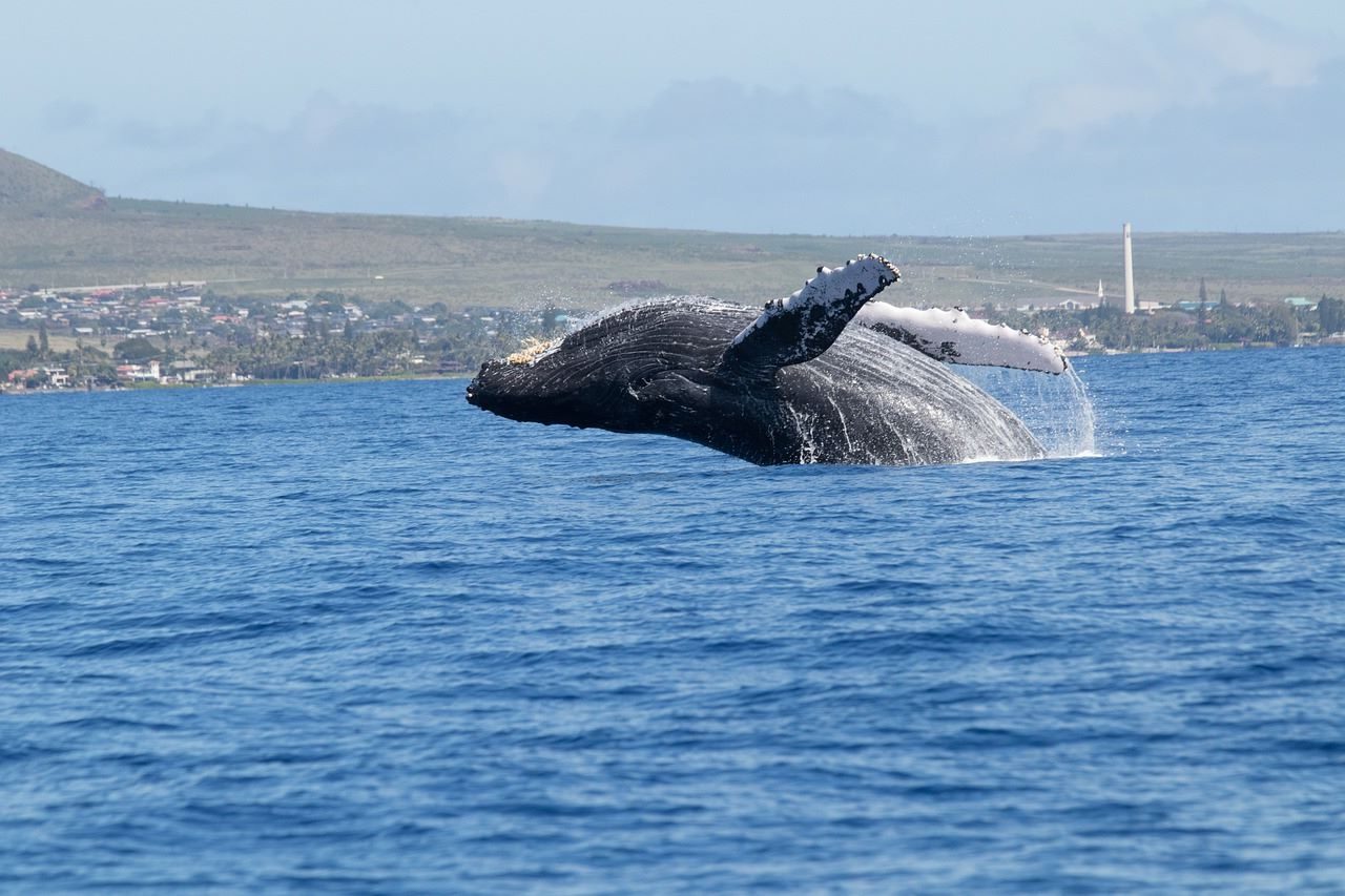 Pacífico colombiano ballenas jorobadas crías primeros coletazos